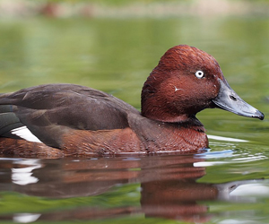 Шумбуур (Ундар шумбуур)